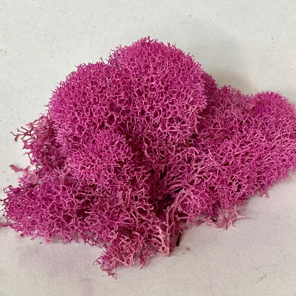 Pink Reindeer Moss, Bagged 1 Oz