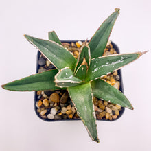 Load image into Gallery viewer, Agave victoria-reginae
