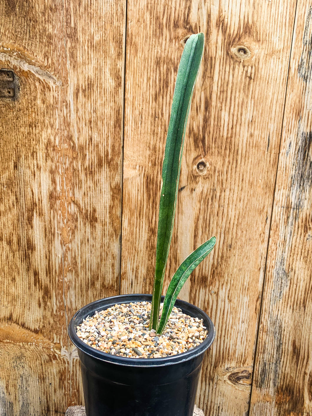 Sansevieria hallii 'Large Form,' 1-gallon (In-Store Pickup Only)