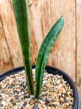 Load image into Gallery viewer, Sansevieria hallii &#39;Large Form,&#39; 1-gallon (In-Store Pickup Only)
