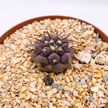 Load image into Gallery viewer, Copiapoa cinerea ssp. cinerea, 3-inch (In-Store Pickup Only)
