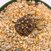 Load image into Gallery viewer, Copiapoa cinerea var. albispina, 3-inch (In-Store Pickup Only)
