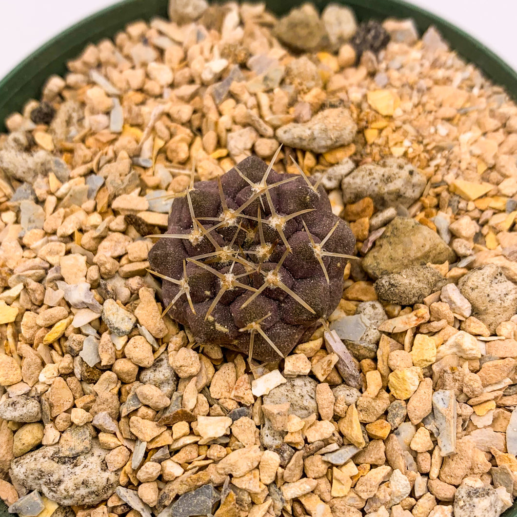 Copiapoa cinerea var. albispina, 3-inch (In-Store Pickup Only)