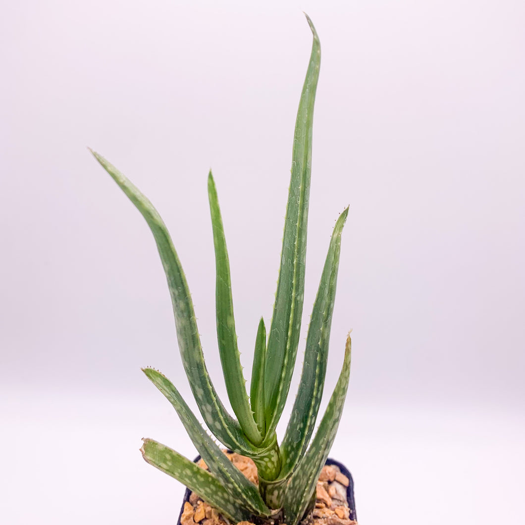 Aloe yemenica, 2-inch