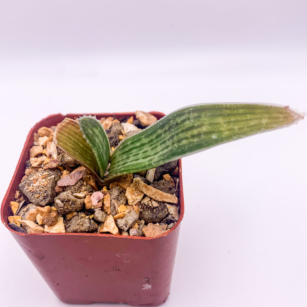 Aloe dewetii, 2-inch