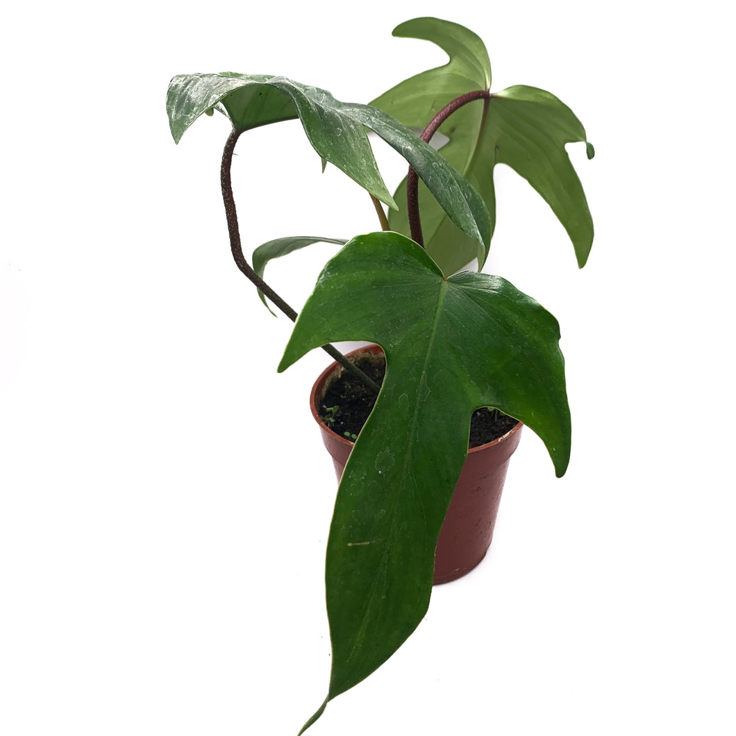 Philodendron 'Florida Beauty Red Stem,' 4-inch