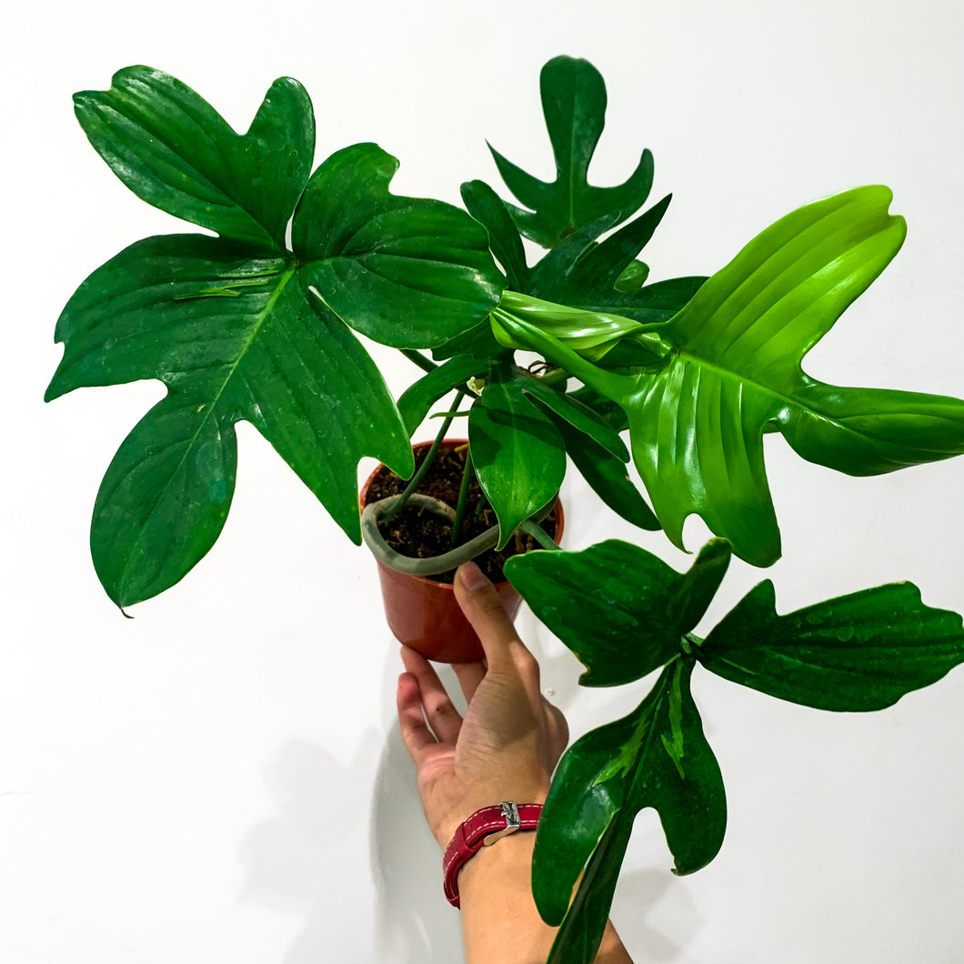 Philodendron pedatum, 4-inch