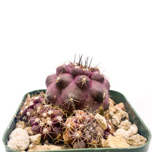 Load image into Gallery viewer, Copiapoa humilis species
