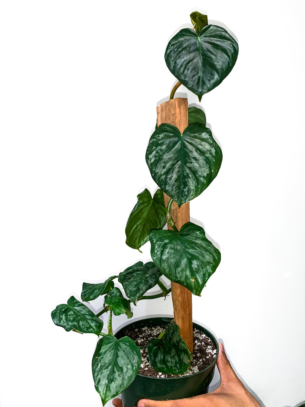 Philodendron brandtianum, 6-inch