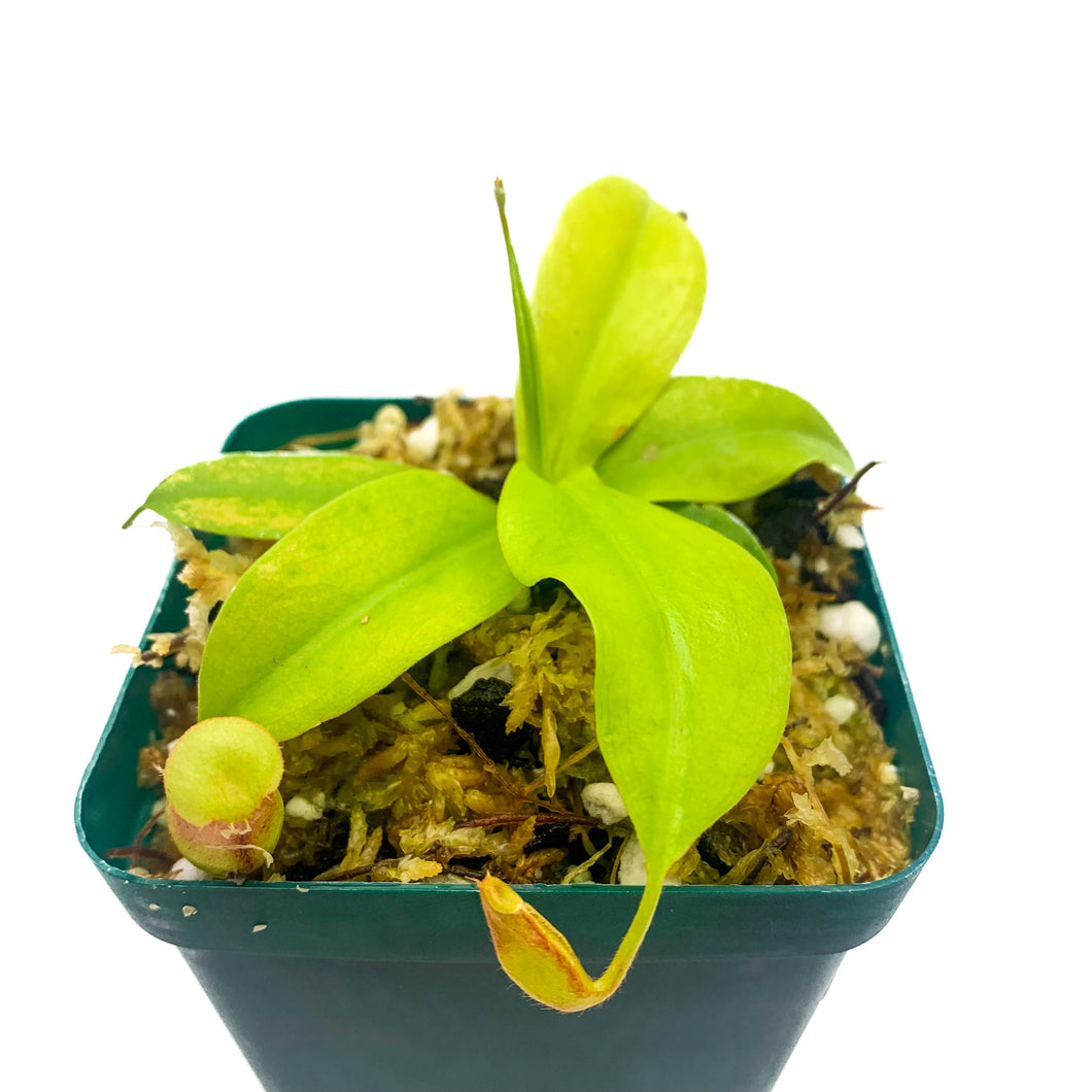 Nepenthes x 'St. Gaya,' 2-inch