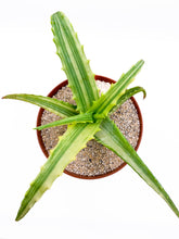Load image into Gallery viewer, Aloe arborescens variegata, 4-inch
