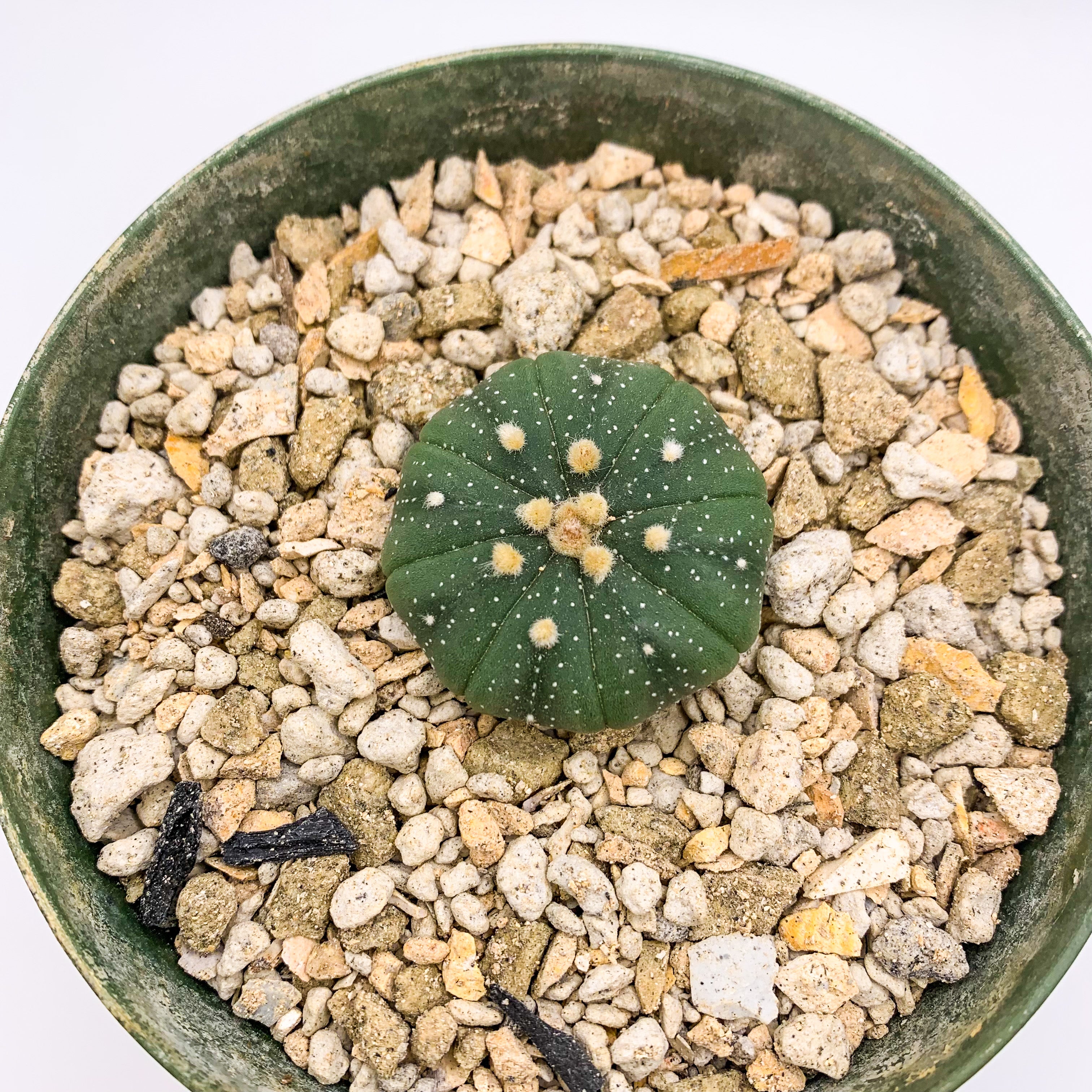 Astrophytum asterias 'Sand Dollar Cactus,' 4-inch