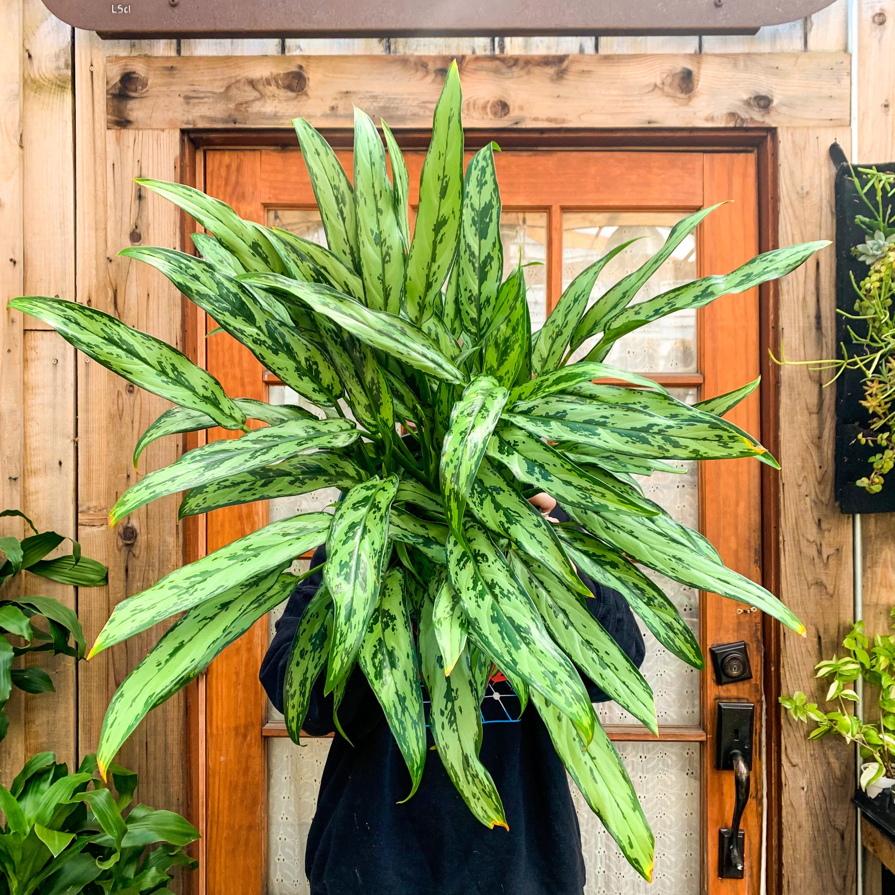 Aglaonema Cutlass, 10-inch (In-Store Pickup Only)