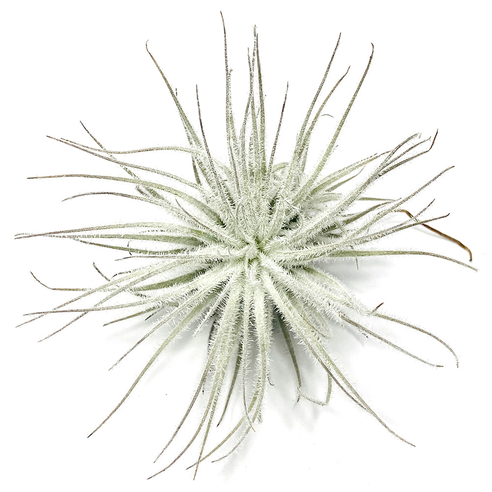 Tectorum ecuador: a closeup of an air plant with many long, pointed leaves. Each leaf is covered in small, white, fuzzy hairs; giving the plant a white and fuzzy appearance overall.