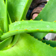 Load image into Gallery viewer, Aloe vanbalenii &#39;Crawling Octopus,&#39; 3-gallon (In-Store Pickup Only)
