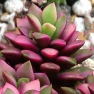 Anacampseros Sunrise: a closeup of a rosette-shaped succulent with pointed leaves. Most of the leaves are a deep fuchsia pink, with the exception of the green leaves right at the top of the rosette.