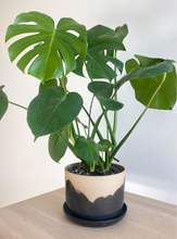 Load image into Gallery viewer, A medium-sized planter that is speckled beige with painted black shapes to emulate mountains. Inside of the planter is a large Monstera plant with many leaves of different sizes.
