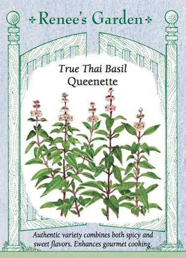 A packet of Renee's True Thai Basil Queenette seeds. There is a botanical illustration of the plant in the center of the packet, which is a tall vertical-growing plant with pointed leaves and pink flowers. Text across the bottom reads: 