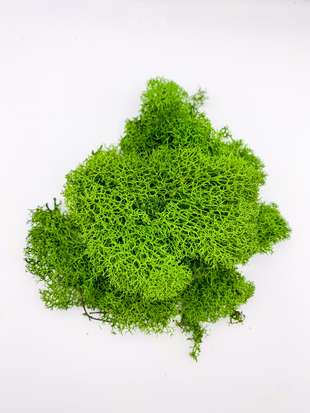 Forest Reindeer Moss, Bagged 1 oz