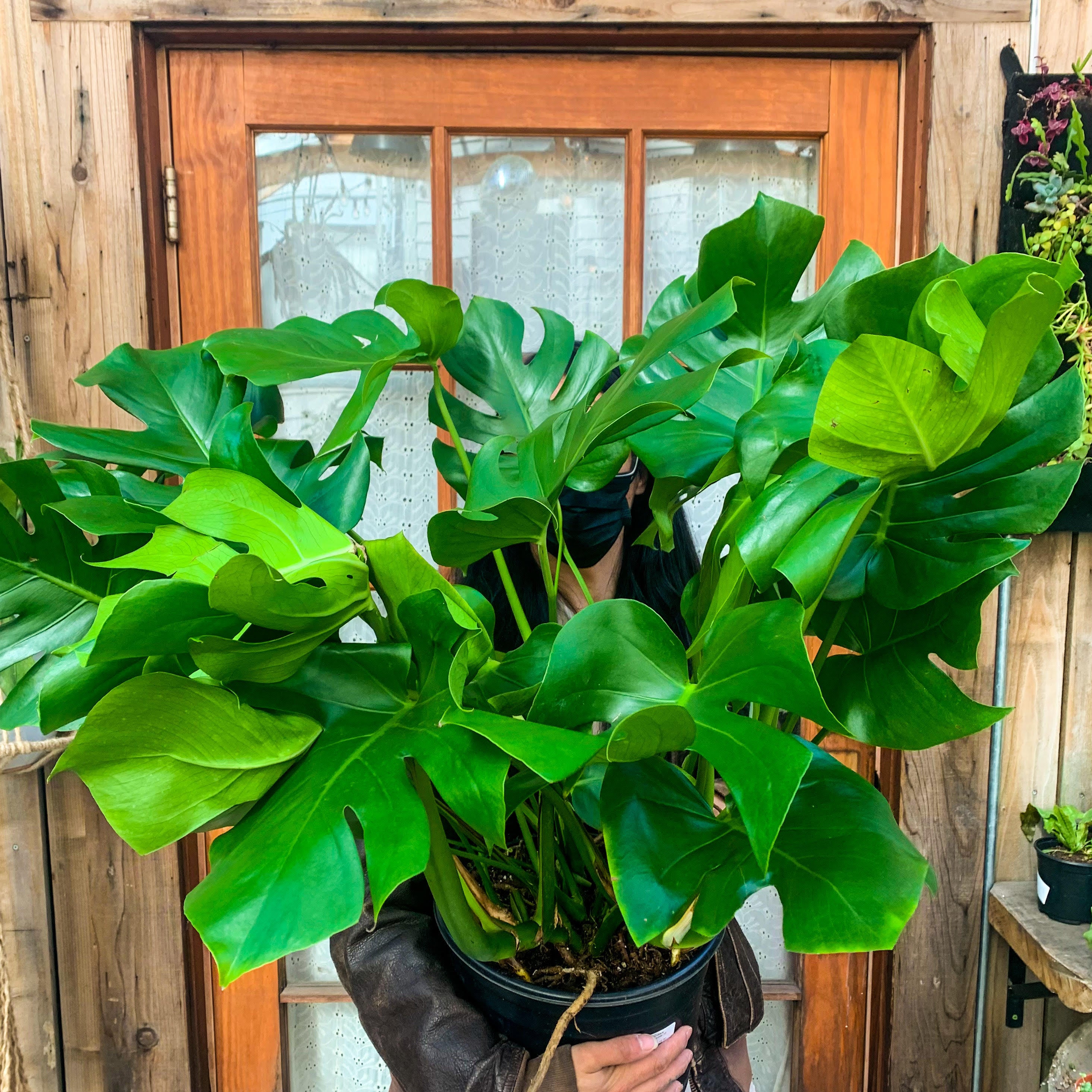 Monstera deliciosa, 10-inch (In-Store Pickup Only)