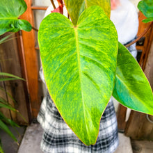 Load image into Gallery viewer, Philodendron &#39;Painted Lady,&#39; 6-inch (In-Store Pickup Only)

