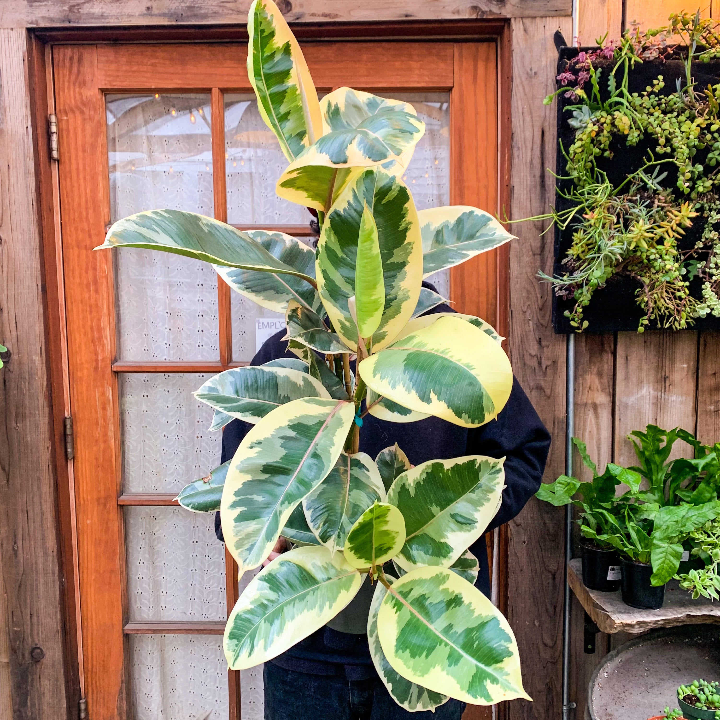 Ficus elastica 'Tineke,' 8-inch (In-Store Pickup Only)