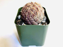 Load image into Gallery viewer, A spherical cactus with multiple flattened spines which hug the plant. The cactus is a purple hue due to sun exposure.

