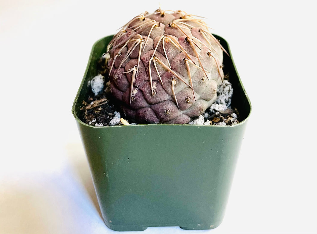 A spherical cactus with multiple flattened spines which hug the plant. The cactus is a purple hue due to sun exposure.