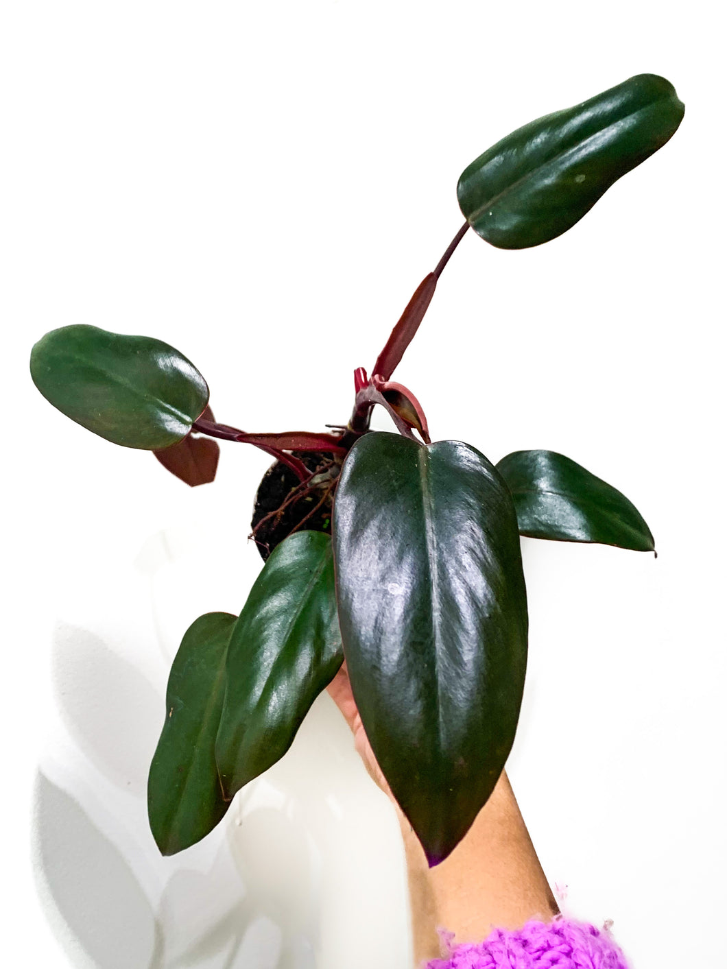 Philodendron 'Burgundy Princess,' 4-inch