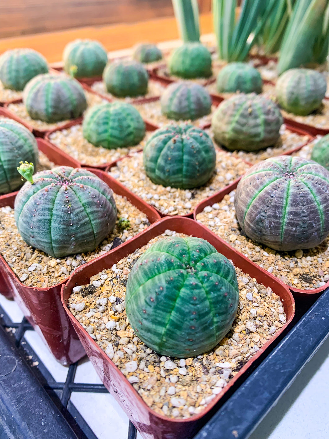 Euphorbia obesa, 2-inch