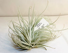 Load image into Gallery viewer, Tectorum ecuador: a closeup of an air plant with many long, pointed leaves. Each leaf is covered in small, white, fuzzy hairs; giving the plant a white and fuzzy appearance overall.

