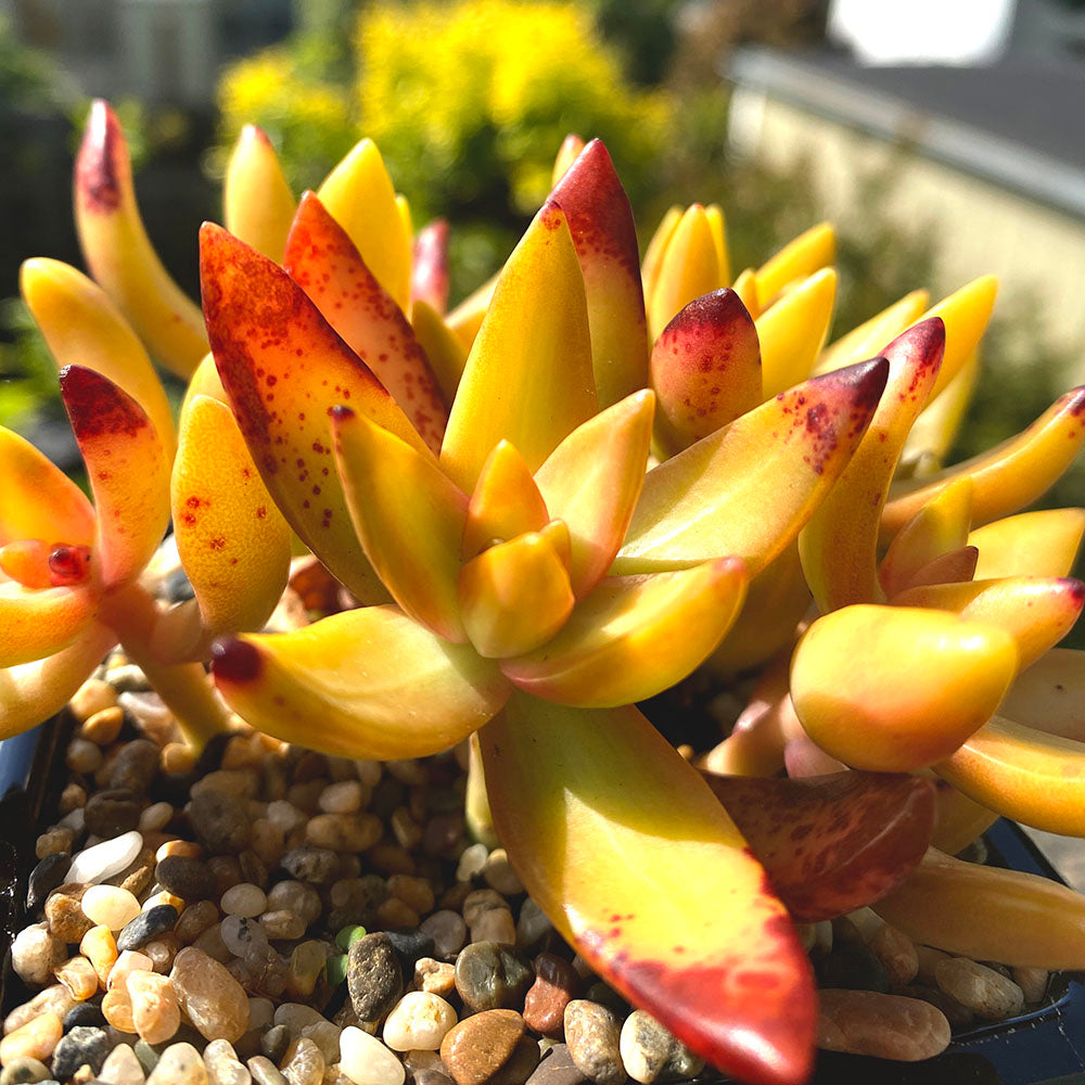 Sedum nussbaumerianum: a closeup of a rosette-shaped succulent with jewel-like faceted leaves. The leaves are bright yellow-orange, with red-orange tips due to exposure to sunlight.