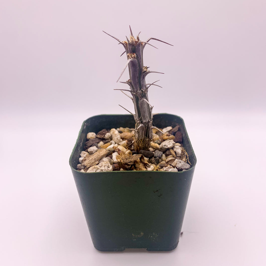 Fouquieria splendens, 2-inch