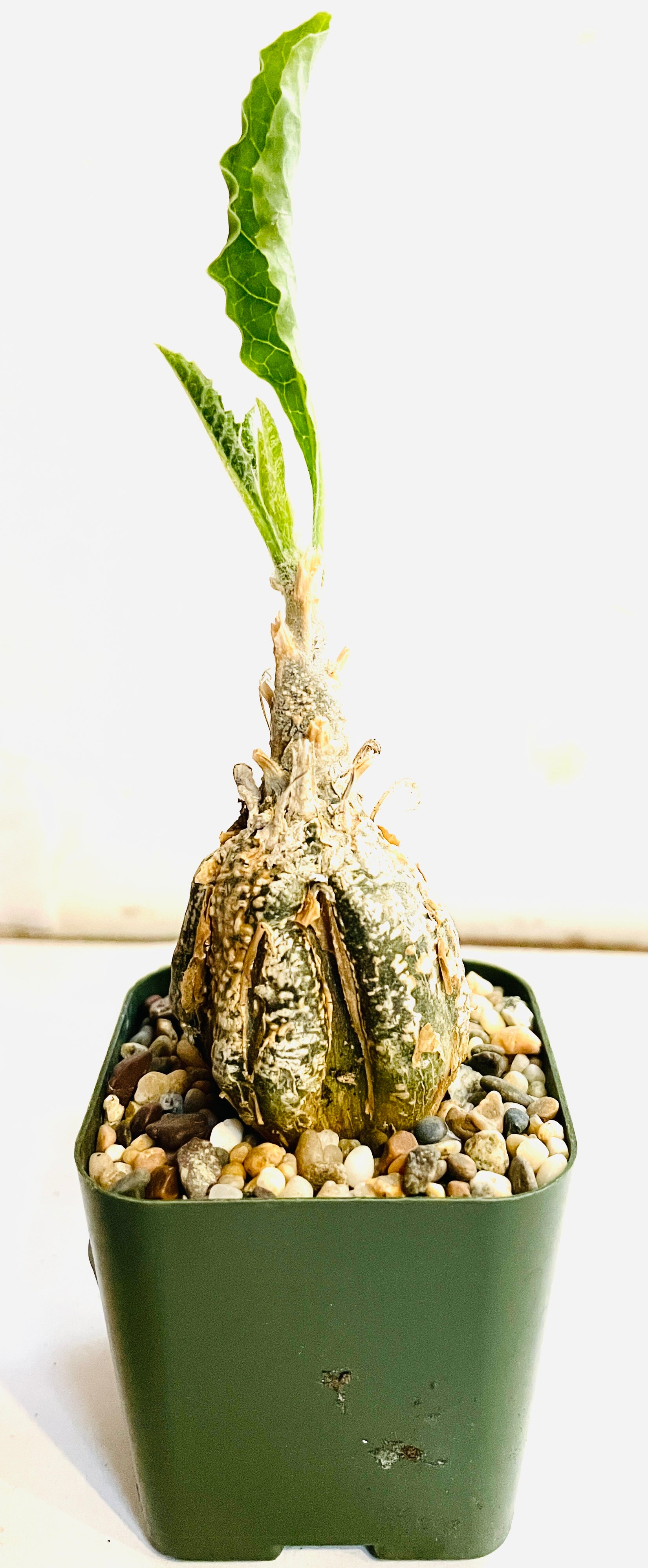 Cephalopentandra ecirrhosa, 2-inch