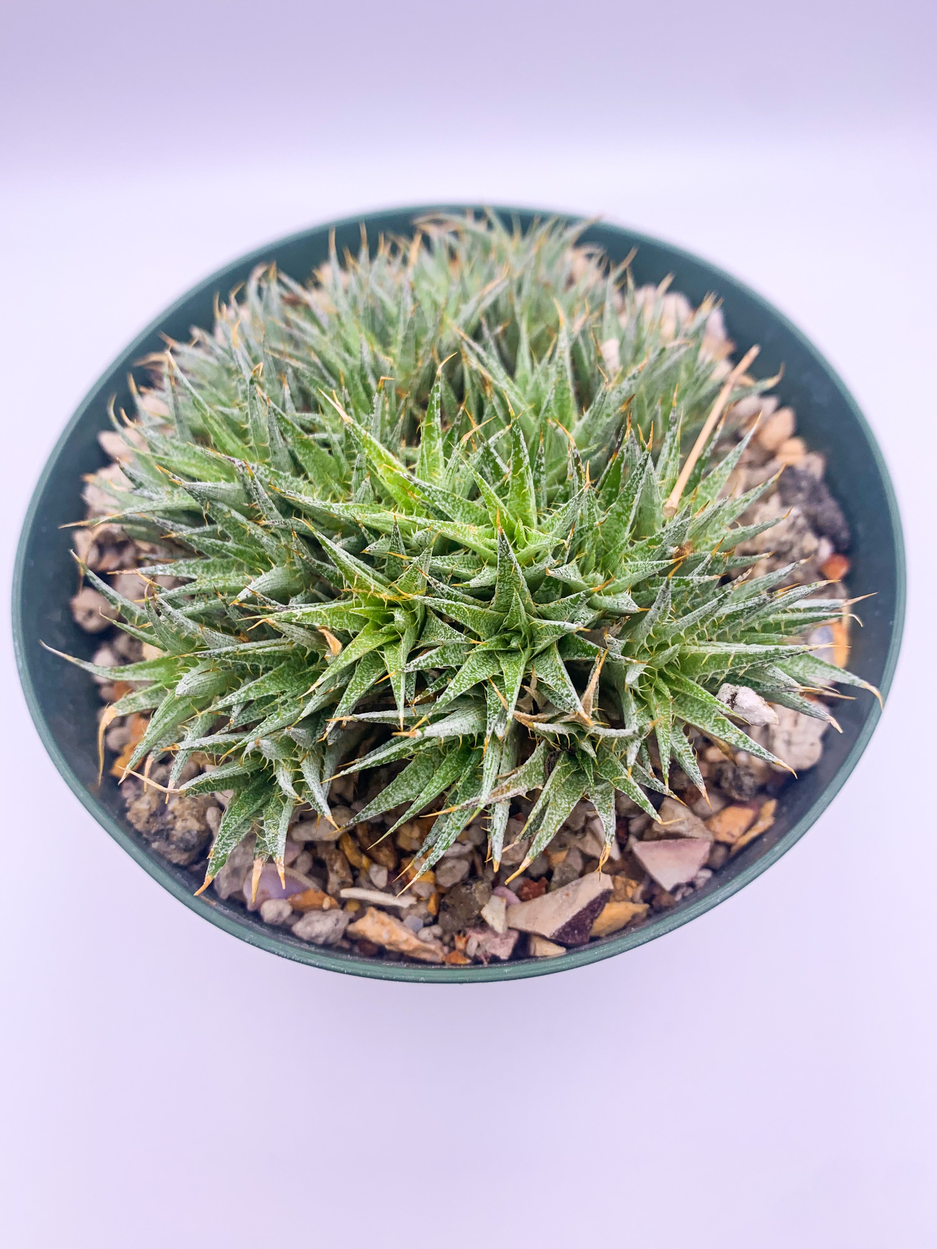 Deuterocohnia brevifolia, 4-inch
