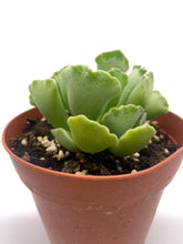 Load image into Gallery viewer, Adromischus &#39;Key Lime Pie&#39;
