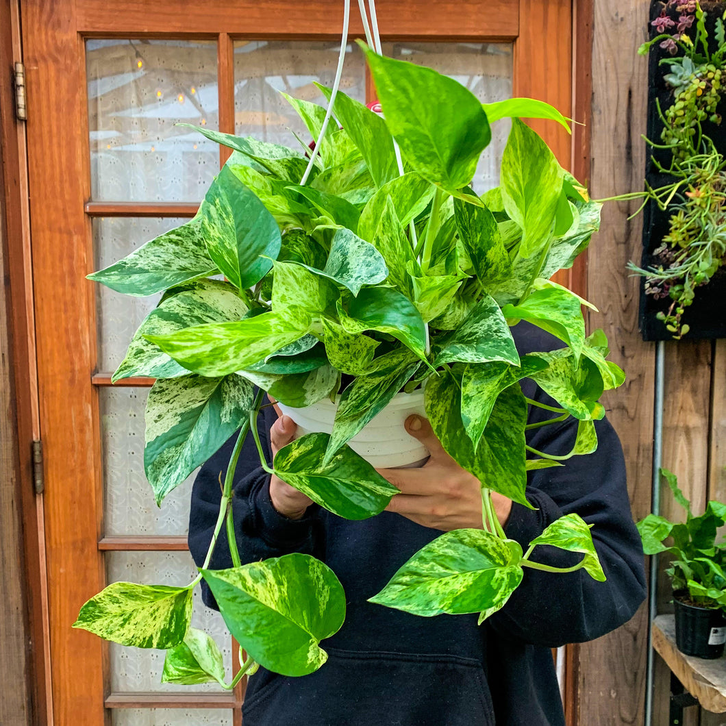 Marble Queen Pothos, 8-inch (In-Store Pickup Only)