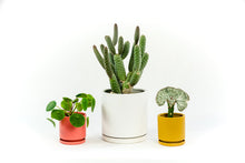 Load image into Gallery viewer, Three different cylindrical planters, two small and one large, sit on a white background. The one on the left is a deep pink color with a green plant that has round leaves growing out of it. The one in the center is a large white planter, with a spineless branching cactus inside. The one on the right is a small mustard yellow planter, with a grafted succulent resembling coral inside.
