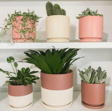 Load image into Gallery viewer, Six cylindrical pots in shades of pink, rose, and beige sit on a shelf together. The relevant ones are on the bottom left: there are two Dusty Rose Half Top planters in a small size, and a slightly larger size. They are a deep rose color on their top half, and an off-white beige color on the bottom half. They both hold small green plants.
