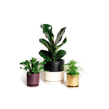 Load image into Gallery viewer, Three different cylindrical planters, two small and one large, sit on a white background. The small one on the left is a wine purple color, and holds a fern. The one in the center is a larger one that is half black and half white, holding a ficus. The small one on the right is a glossy gold color, and holds a feathery-looking fern.
