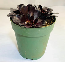 Load image into Gallery viewer, A pot with three nearly black rosette-forming succulents. The margins of the rounded leaves have small fine hairs.
