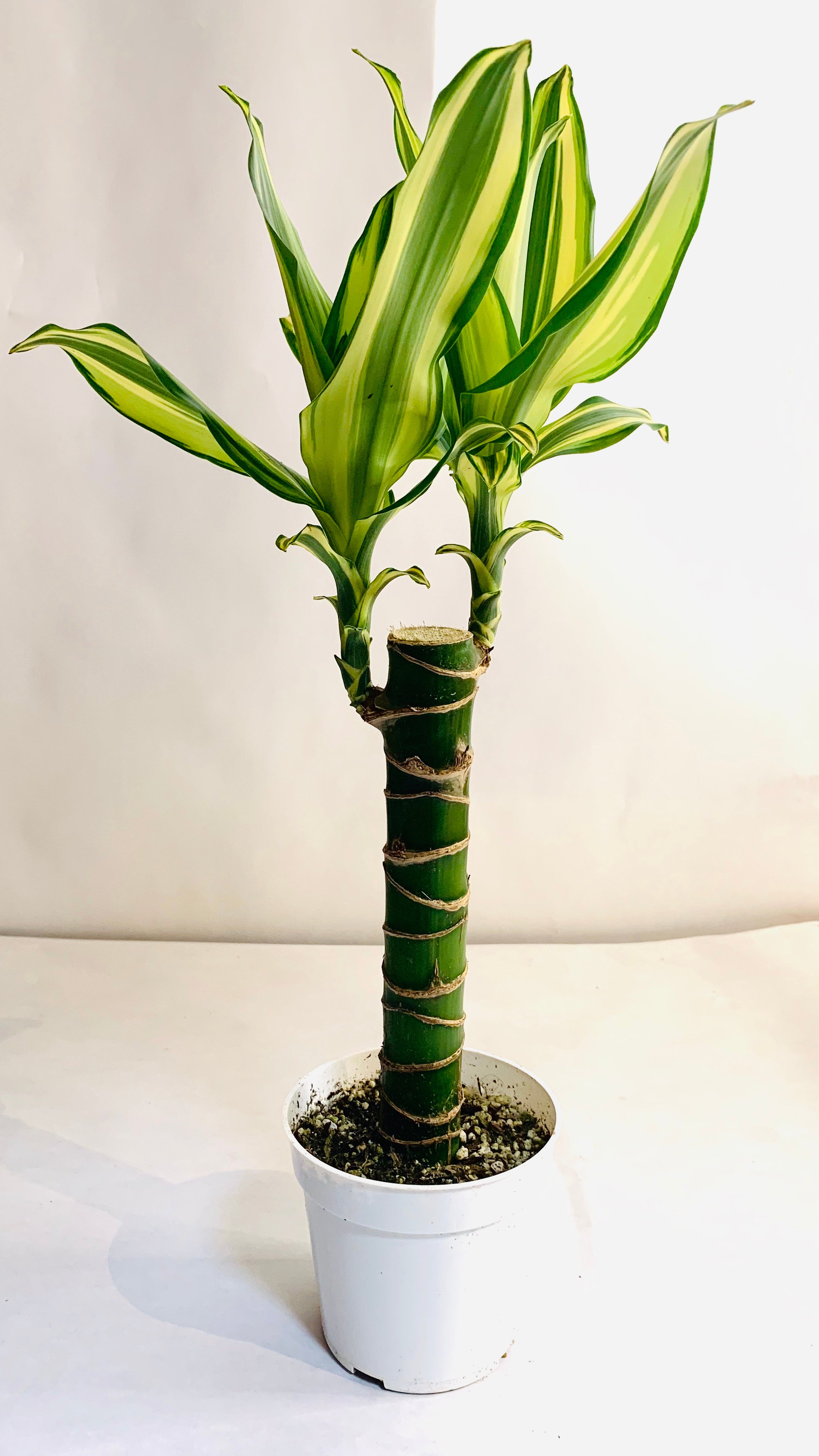 Dracaena 'Sted Sol Cane,' 4-inch