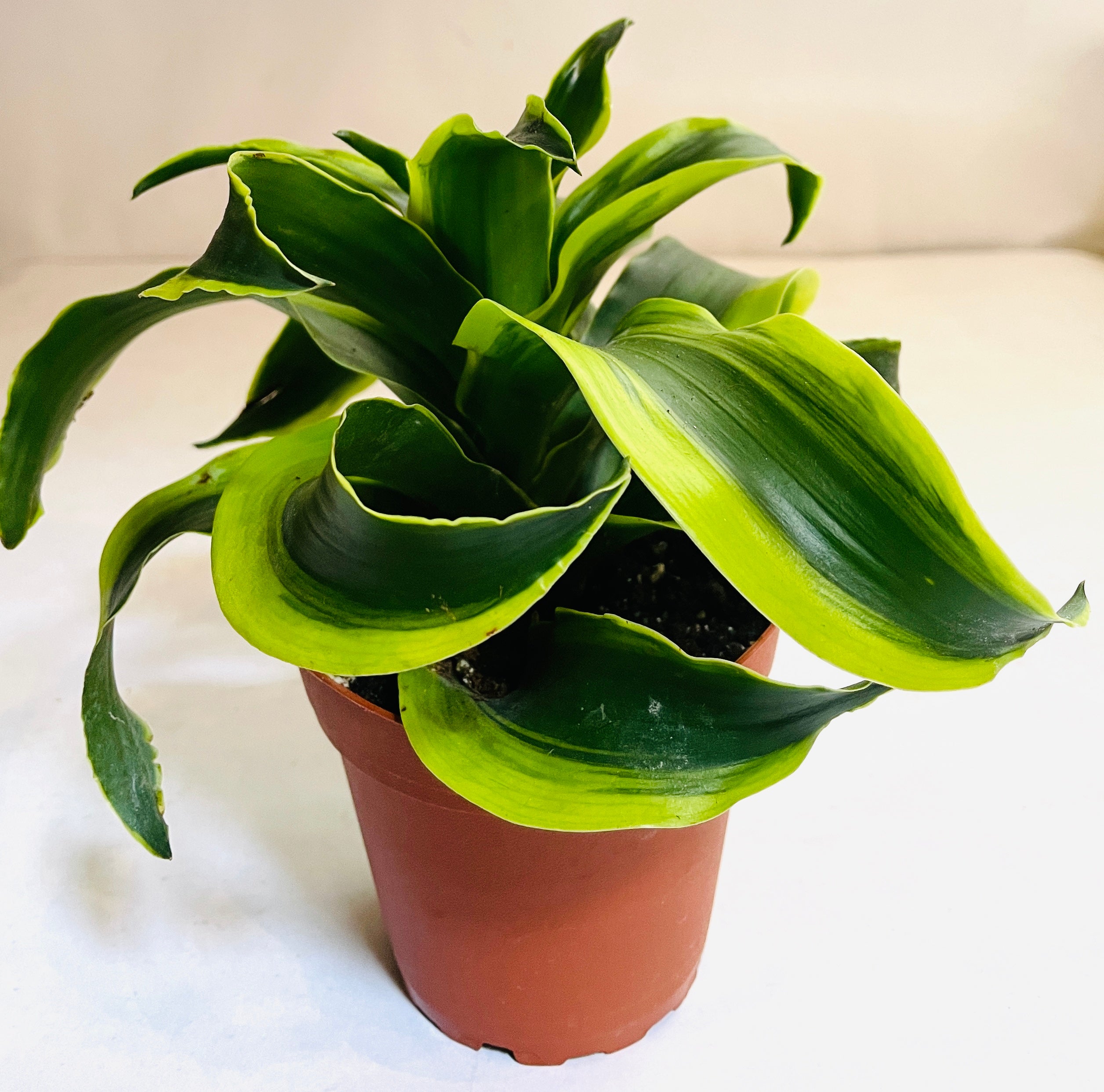 A leafy houseplant consisting of long blade-shaped green leaves with yellow margins, which twist around a center base to form a hurricane-like shape.
