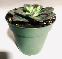 Load image into Gallery viewer, A rosette-forming succulent with nearly black leaves. This one has splashes of yellow and lime green in the center of the rosette, demonstrating the diversity in appearance of Echeveria Chroma.
