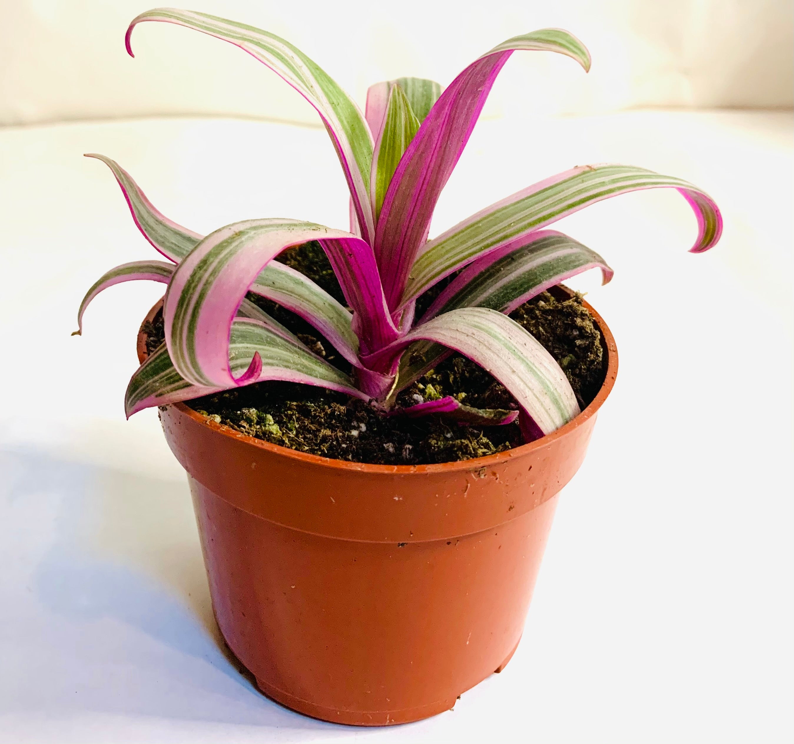Tradescantia spathacea 'Moses-in-the-Cradle,' 4-inch