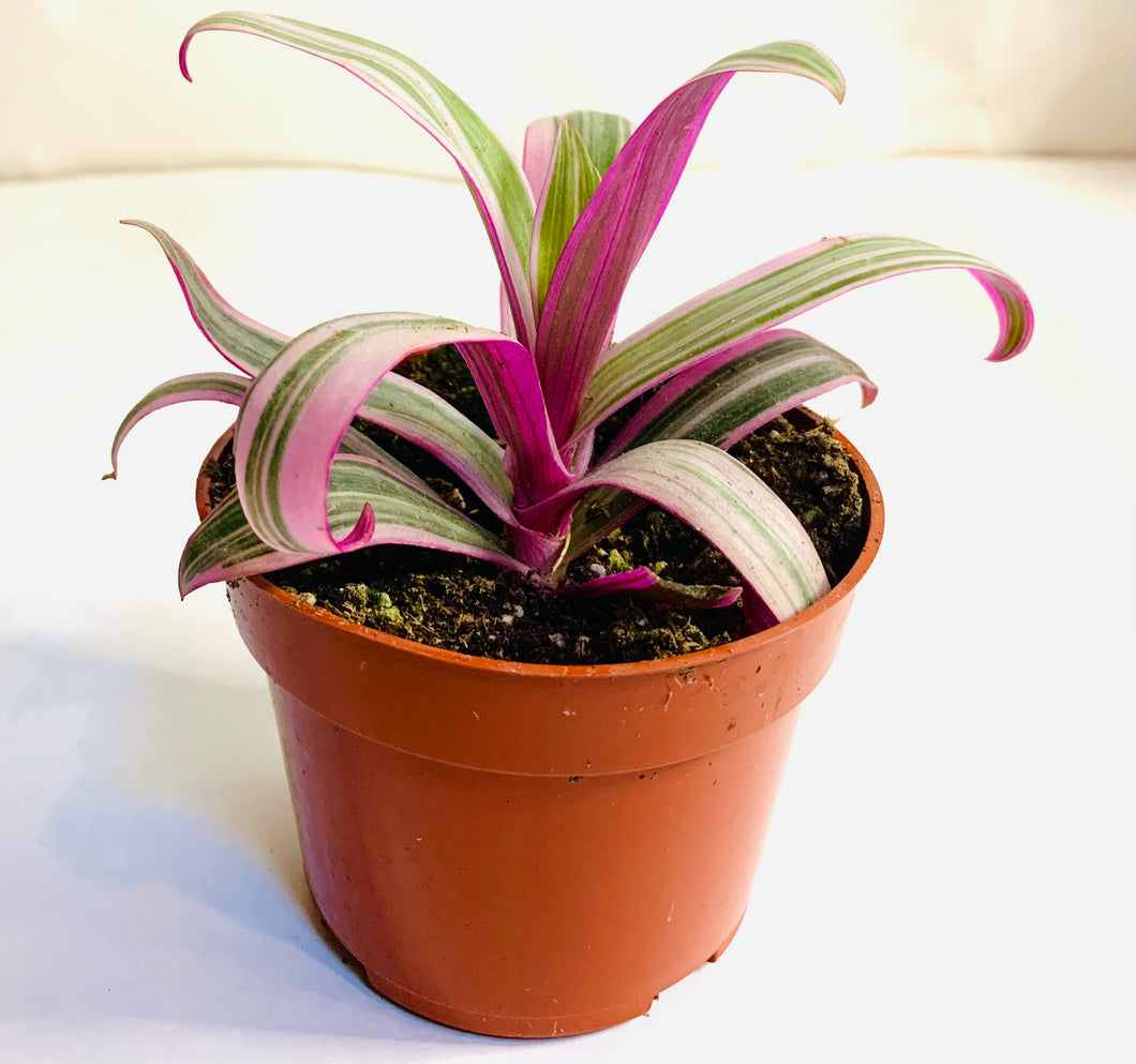 Tradescantia spathacea 'Moses-in-the-Cradle,' 4-inch