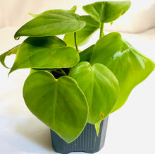 Load image into Gallery viewer, A closeup of a tropical houseplant with medium-sized vining heart-shaped leaves. The leaves are a bright yellow-green, with light veining.
