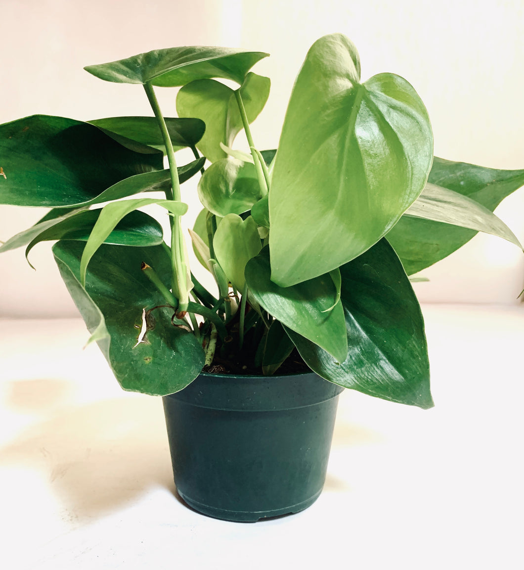 A tropical houseplant with medium-sized heart-shaped leaves. The leaves are medium green with light veining.