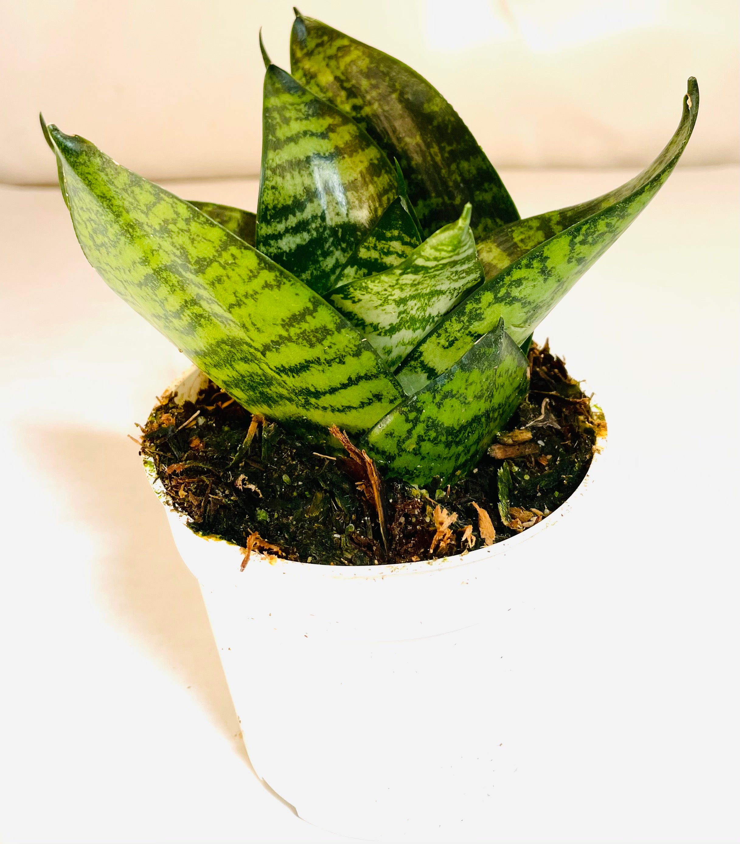 A semi-rosette forming plant, with short leaves that flare out from a central base. The chunky leaves feature horizontal dark green and light green striping.