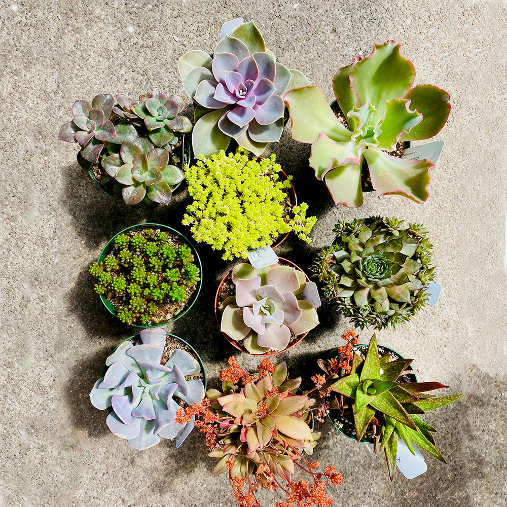 A gods-eye view of ten different succulents in ten nursery pots. The succulents come in a variety of different colors and shapes to showcase variety.